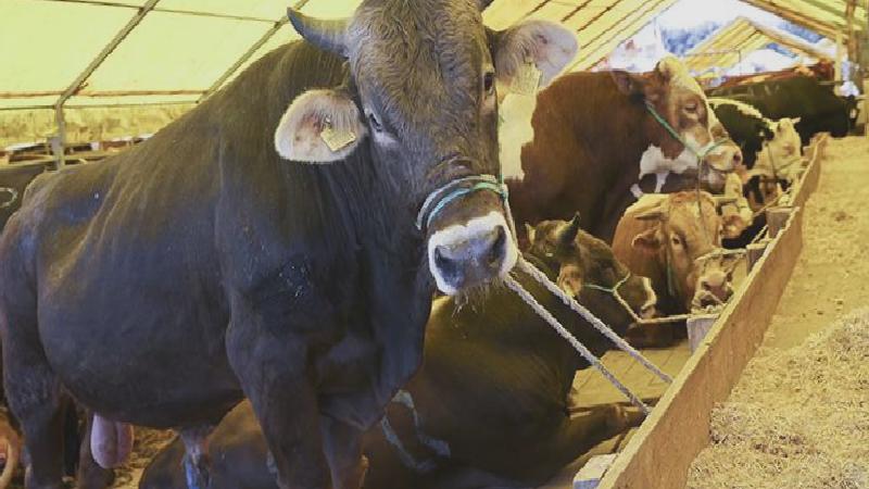 Fehmi Koru: Kaçan hayvanlar ve acemi kasaplar haberleri yerine dine ve sağlığa uygun kesim haberi…