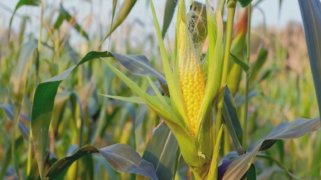 Ziraat Odaları Birliği Başkanı: Toprak Mahsulleri Ofisi, mısır fiyatını açıklamalı