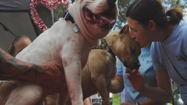 İngiltere’de Amerikan bully XL köpekleri yasaklanıyor