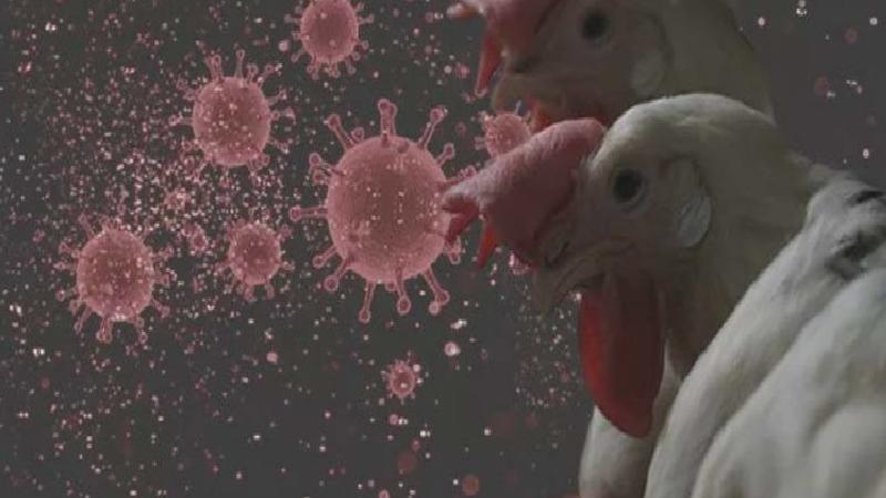 Namibya “kuş gribi” nedeniyle, Güney Afrika’dan tavuk ithalatını durdurdu