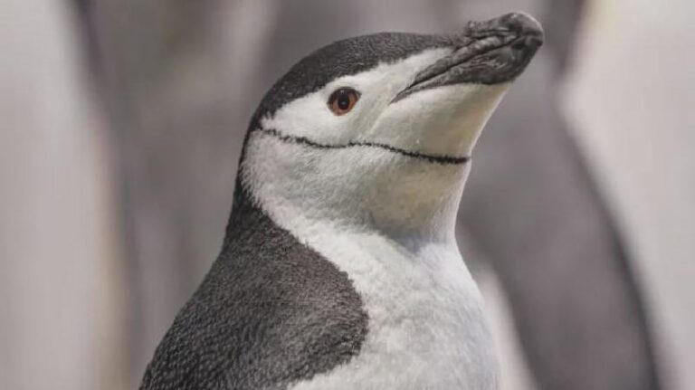 Bazı penguenler yumurtalarını beklerken ‘dört saniyelik mikro uykularla dinleniyor’