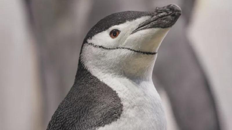 Bazı penguenler yumurtalarını beklerken ‘dört saniyelik mikro uykularla dinleniyor’