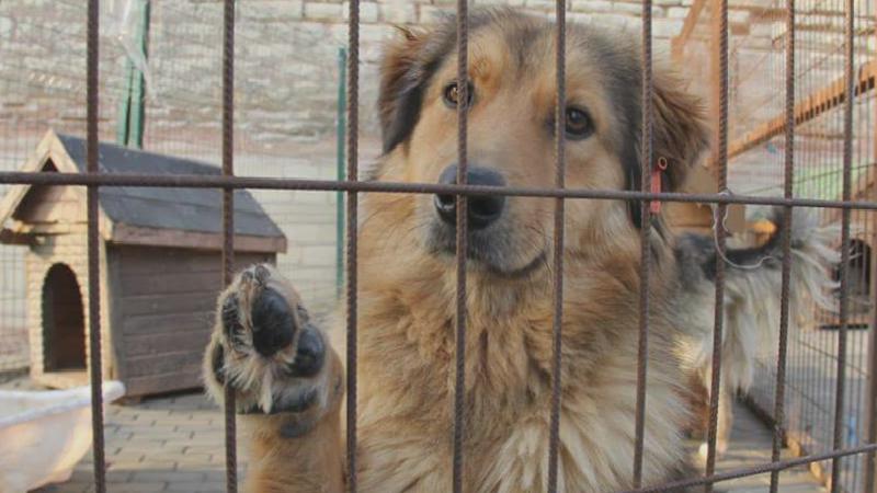 Sahiplenmek istediği köpek için eşi “ya ben ya o” resti çekti, 9 yıllık evlilik tek celsede bitti
