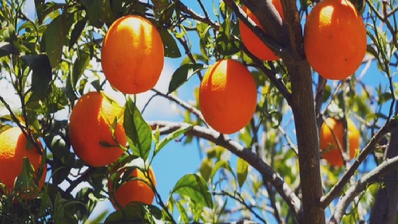 İbrahim Kahveci: Nasıl oluyor da Türkiye’de sudan ucuz olan tarladaki portakalı İngilizlerle aynı fiyata yemek durumunda kalıyoruz?