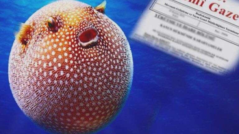 ‘İstilacı balon balığı’nın adedine 25 lira verilecek