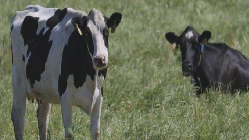 İneklerde kuş gribinin yayılması, insanlar için ne kadar risk barındırıyor?