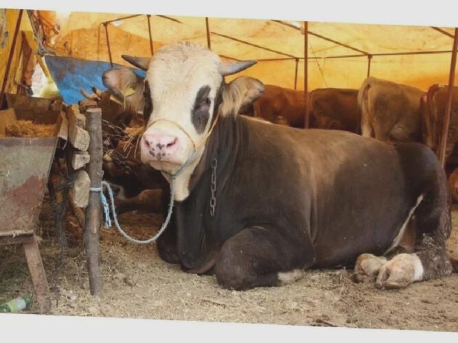 Kurban fiyatlarında yüzde 69 ila 88 oranında artış!