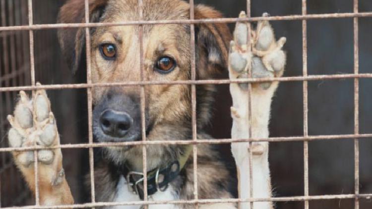 Tartışmalı sokak hayvanları yasa teklifinde son viraj: “Ötenazi” belli şartlara bağlanacak, sokağa atana 50 bin TL ceza gelecek!