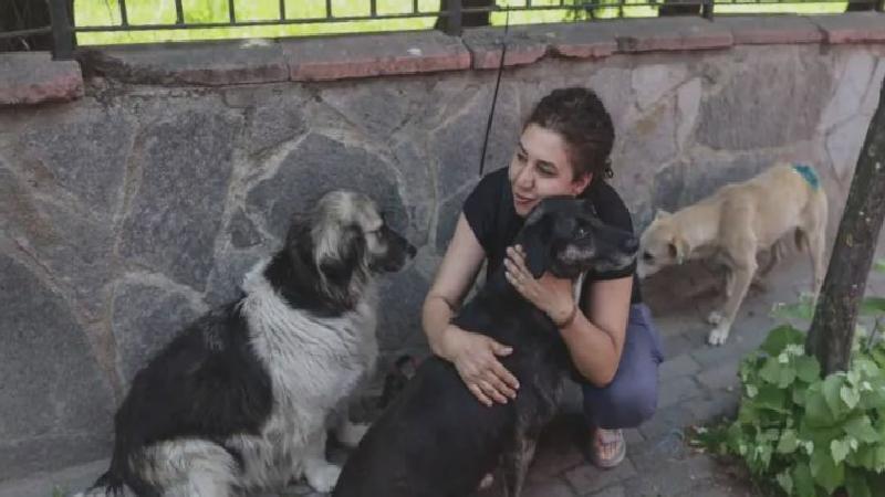 AKP sokak köpekleri teklifini Meclis’e sunacak: “Uyutma”ya sınırlama getiriliyor, sokağa terk edene ceza artırılıyor
