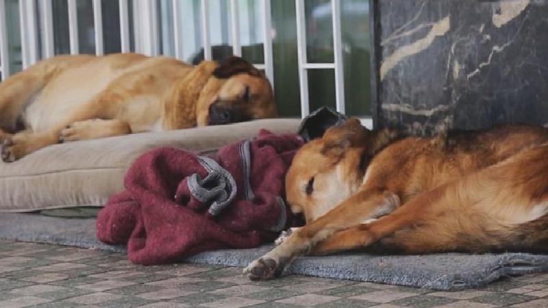 İmzaya açıldı: İşte AKP’nin “uyutma” adı altında sokak köpeklerinin öldürülmesinin önünü açan yasa teklifinin son hali