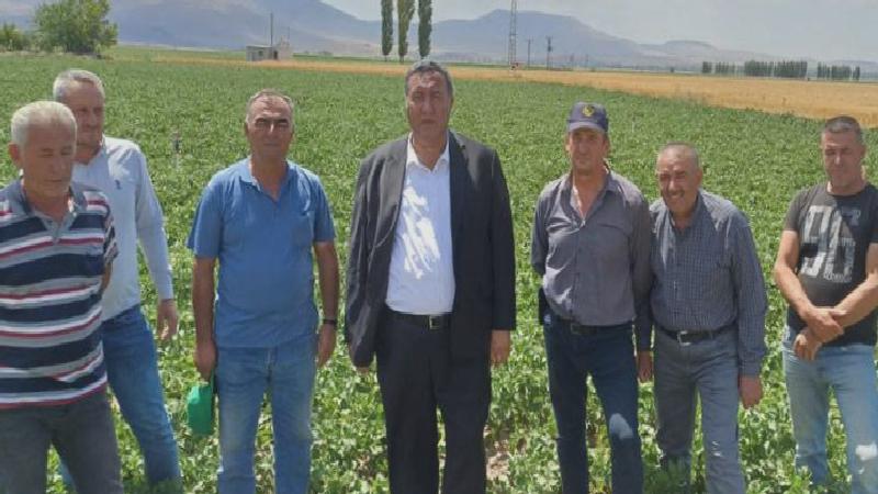 Üreticiler uyardı: Bu sene ihracat olmazsa patates komple dökülür, üretici tarladan çekilir