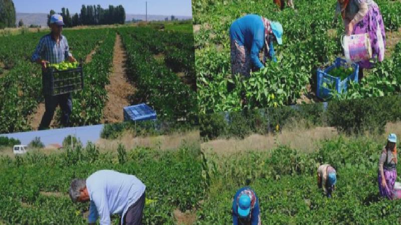 Eskişehirli üreticilerden sitem: Geçen ay tarlada 10 bin lira olan elektrik faturası bu ay 30 bin lira