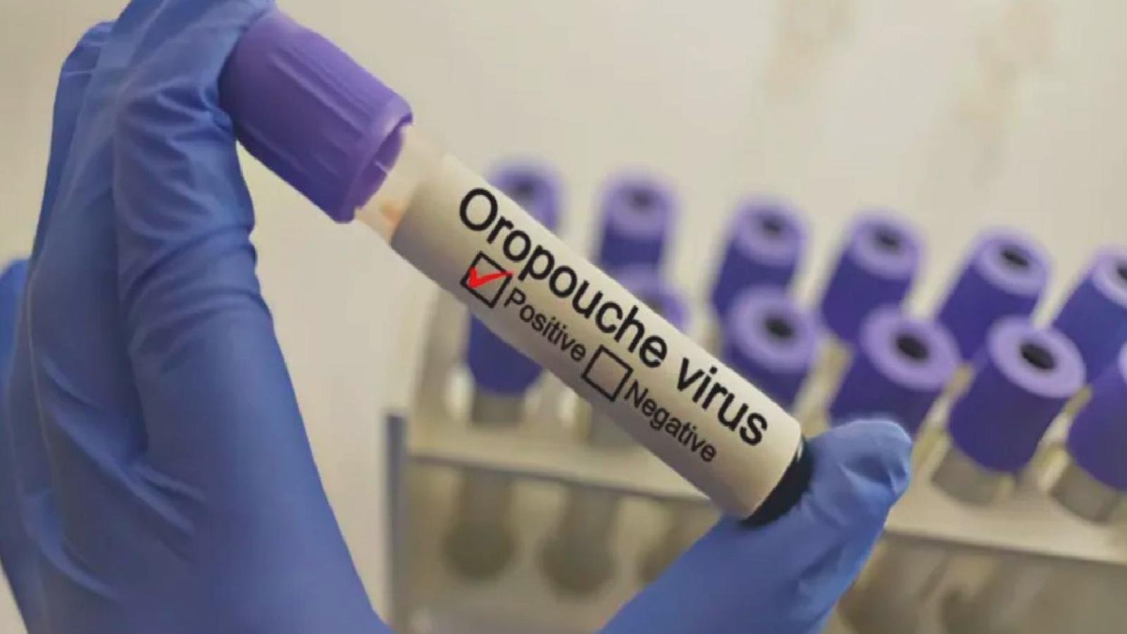 Oropouche virüsü nedir ve nasıl tedavi edilir?