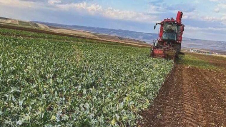 Tarlasını ekemeyen çiftçiye yeni “darbe”: Tarım arazileri kiralama yönetmeliği