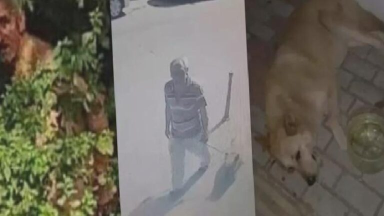 Emsal niteliğinde: Köpeğe cinsel istismar davasına belediye müdahil oldu, zanlının tutuklu yargılanmasına karar verildi