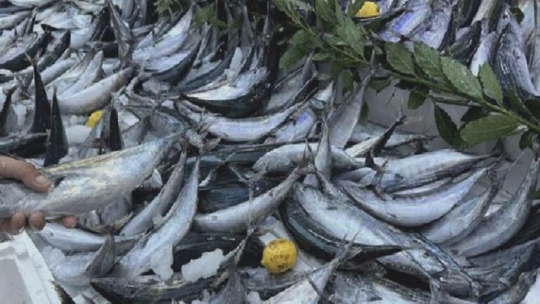 Palamutta fiyatlar arttı; balık fiyatları ne kadar oldu?