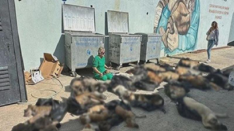 Gebze Belediye Başkanı’ndan “hayvan katliamı” açıklaması: Görüntüleri seyrettim, ben de çok üzüldüm