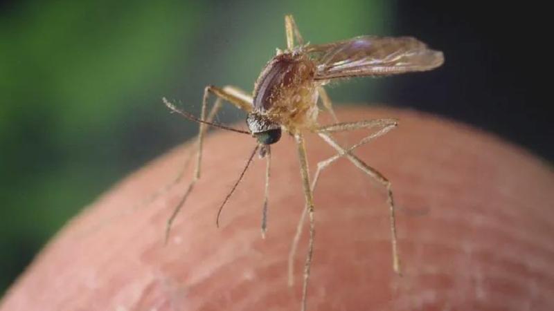 Batı Nil Virüsü: Türkiye’de yayılıyor, hangi önlemler alınmalı?