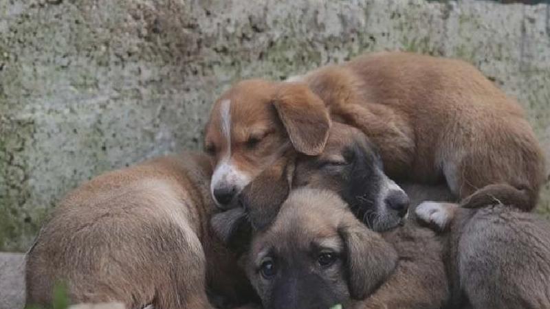 CHP’den açlıktansokak hayvanlarının birbirini parçaladığı iddia edilen barınakta inceleme