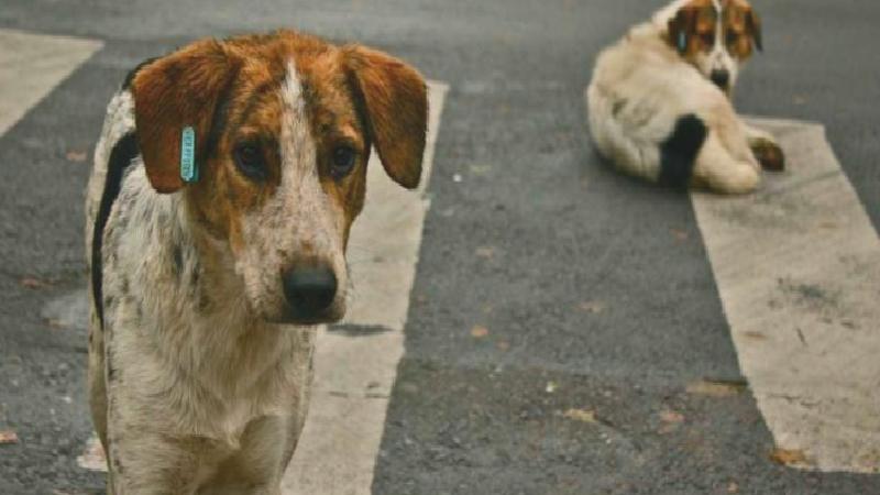 HAKİM ve Yaşamdan Yana’dan Türkiye geneli belediye hayvan barınakları raporu; “Tek çözüm aşılama, kısırlaştırma, yerinde yaşatma”