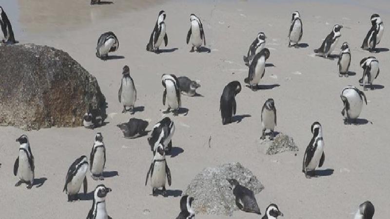 Heard ve McDonald Adaları: Trump’ın gümrük vergileriyle hedef aldığı penguen ve fokların yuvası