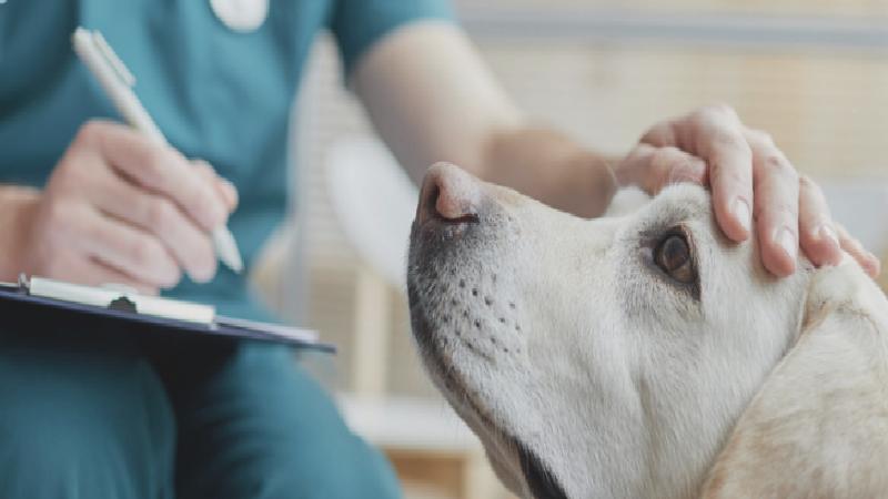 Kamuda çalışan veteriner hekimler, veteriner sağlık teknikerleri ve teknisyenleri: Emeği taksite bölmeye çalışan zihniyeti reddediyoruz