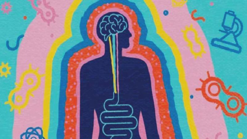 Bağırsak ve beyin nasıl birlikte çalışır, bu neden önemli?