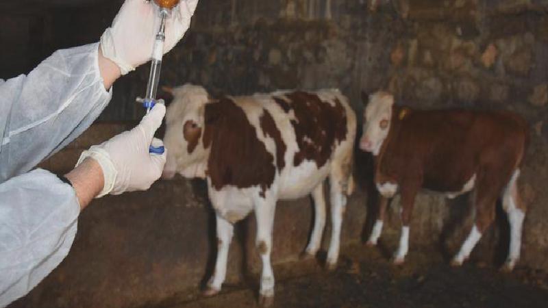 Bakan Yumaklı: Hayvan hastalıklarına karşı 223 milyon doz aşı uygulandı