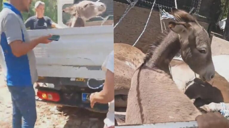Valilik talimat verdi, Datça’da eşekler toplatılıyor; hayvanseverlerden yol kapatmalı protesto