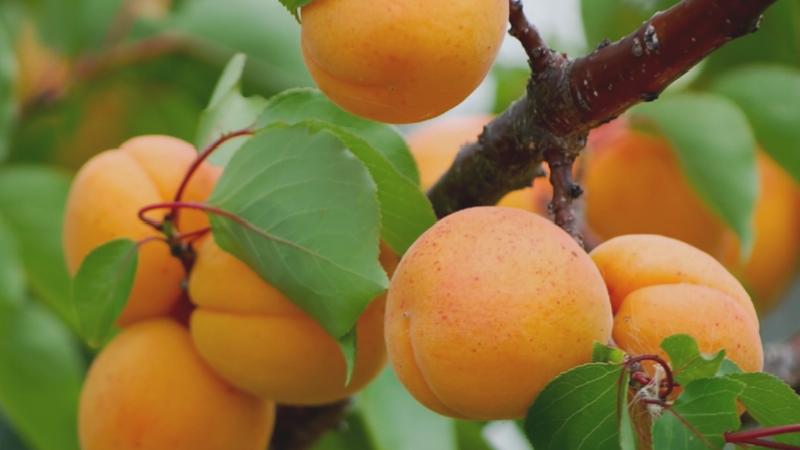 Ticaret Bakanlığı’ndan “Iğdır’da kayısı 1 TL, istanbul’da 120 TL’ye satılıyor” paylaşımları üzerine inceleme