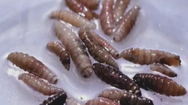 ABD’de insana bulaştığı doğrulanan et yiyen Yeni Dünya vida kurdu hakkında bilinmesi gerekenler