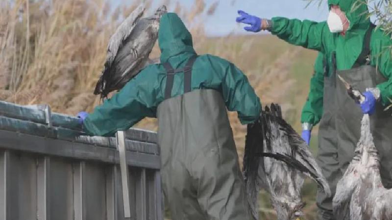 Almanya’da kuş gribi alarmı: Göçmen kuşlarla taşınıyor