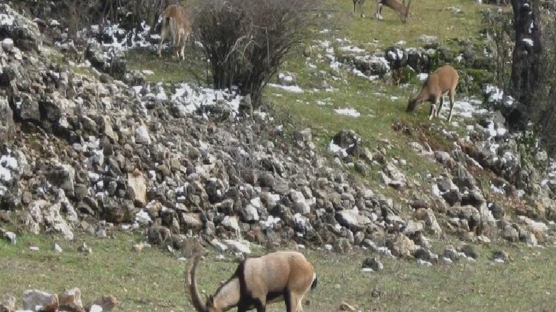 Bakanlık uyardı; yasak avın tazminatı milyonlarca lira ve hapis cezası!