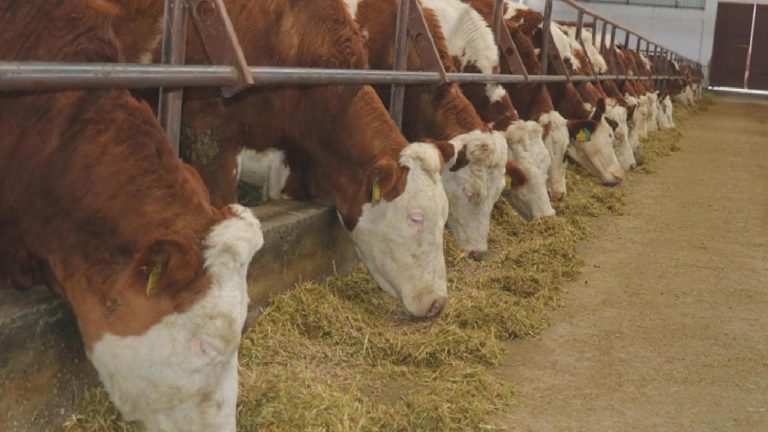 Dünya Gıda Günü’nde şap kaynaklı hayvansal gıda eksikliği uyarısı: “Yerli üretici desteklenmeli”
