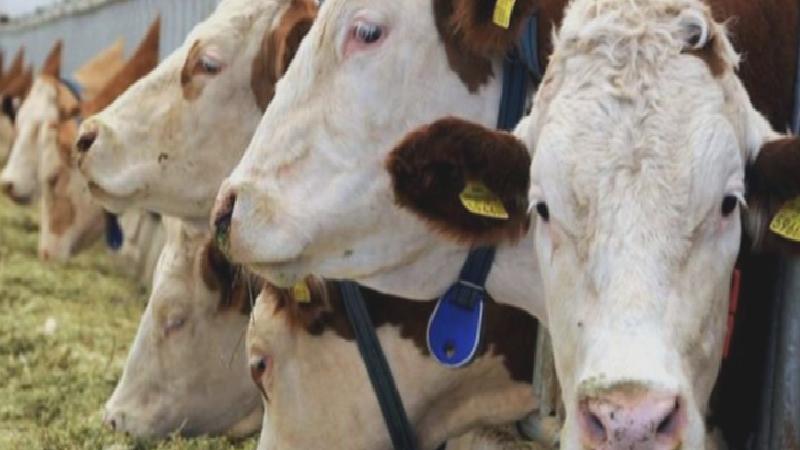 İkinci dalga şap krizi: Kesimler hızlandı, ithalat rekor seviyeye gidiyor