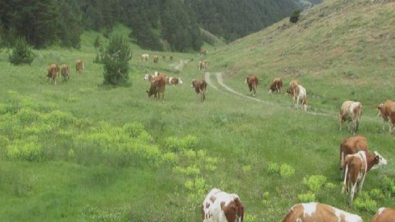 Sayıştay raporu: Belediye ve köylerin topladığı mera gelirleri ıslah için kullanılmadı