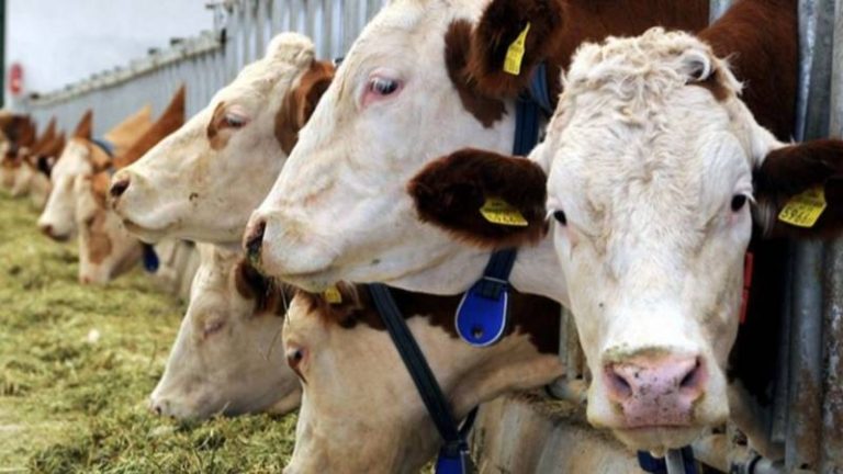 2026’da 500 bin baş besilik sığır ithalatı yapılacak