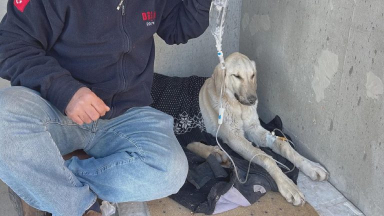 Evden kaçan çipli köpek, barınağa götürülmüş: Enfeksiyon kaptı, sahibi suç duyurusunda bulunacak