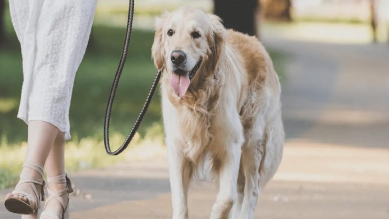 Araştırma: Köpek sahipleri her gün 20 dakika daha uzun yürüyor; yılda 1 milyon ekstra adım atıyor
