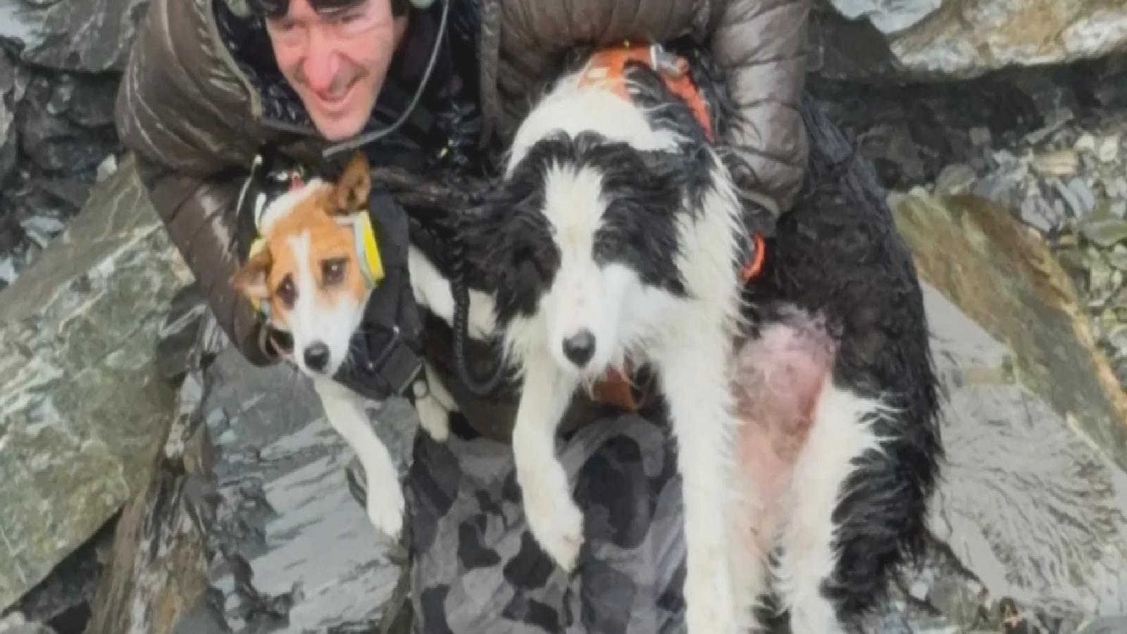 Dağ yürüyüşünde sahibini kaybetmişti: Bir hafta boyunca aynı noktada bekleyen köpek helikopterle kurtarıldı