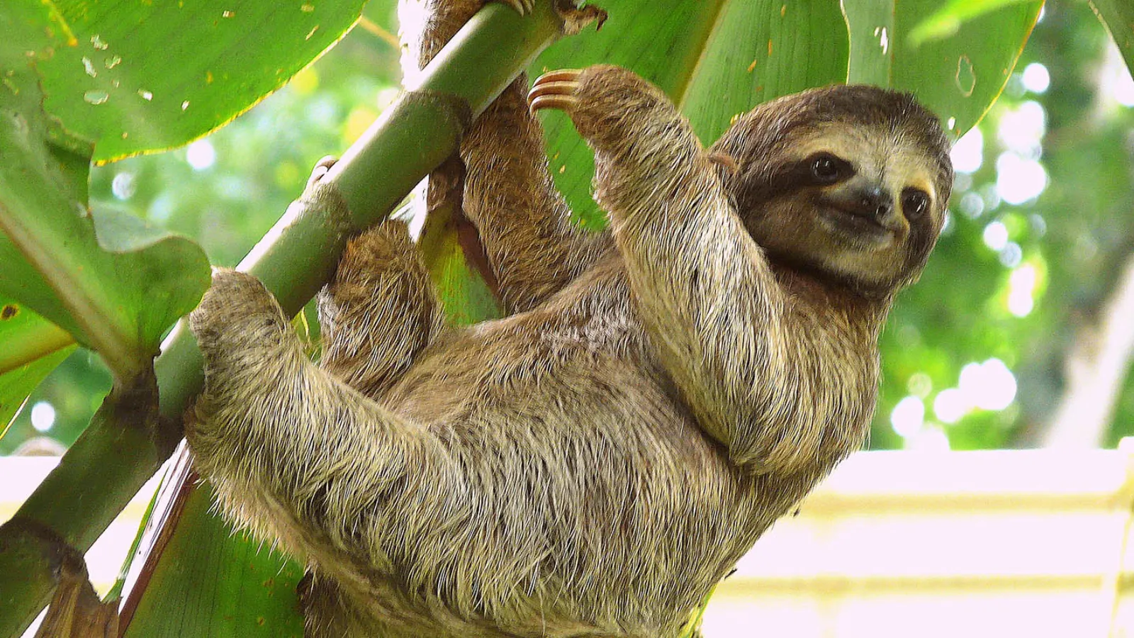 Hayvanat bahçesi için Florida’ya getirilen onlarca tembel hayvan bir depoda ölü bulundu!