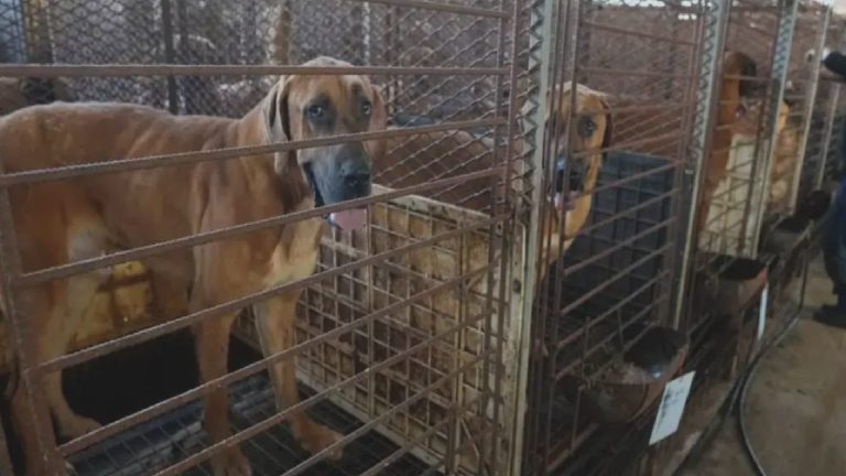 Güney Kore’de köpek eti yasağına geri sayım