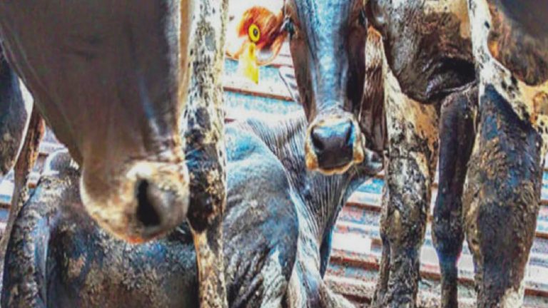Uluslararası rapor: Canlı hayvan ticareti, çok yönlü bir güvenlik ve refah sorunu